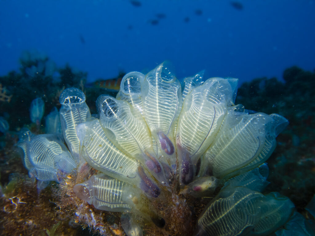 immersione a punta motta